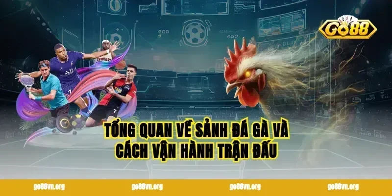 Tổng quan về sảnh đá gà và cách vận hành trận đấu